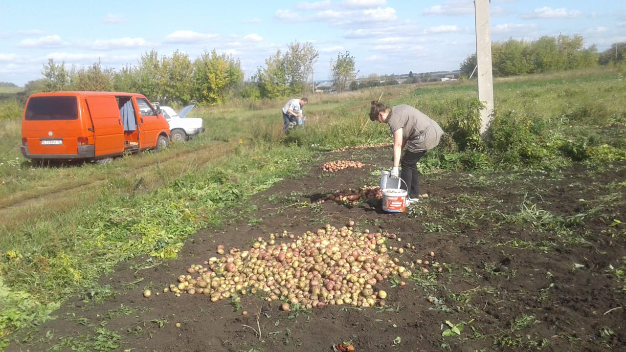Урожай картофеля